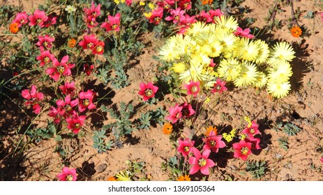 Matjiesfontein Wild Flowers