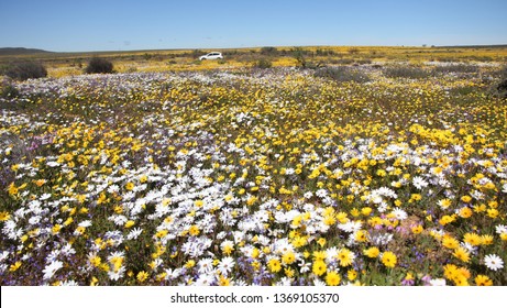 Matjiesfontein Wild Flowers