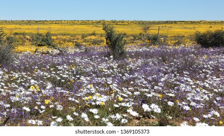 Matjiesfontein Wild Flowers