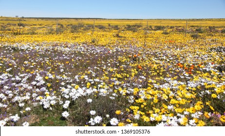 Matjiesfontein Wild Flowers