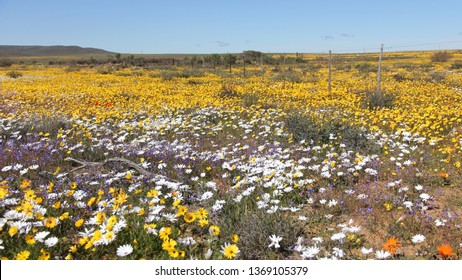 Matjiesfontein Wild Flowers