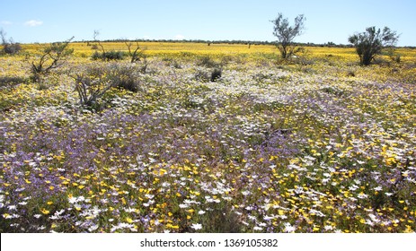 Matjiesfontein Wild Flowers