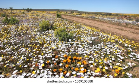 Matjiesfontein Wild Flowers