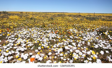 Matjiesfontein Wild Flowers