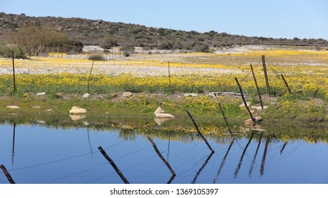 Matjiesfontein Wild Flowers