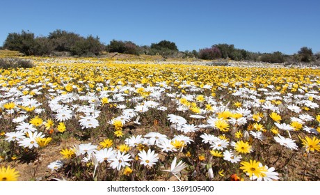 Matjiesfontein Wild Flowers