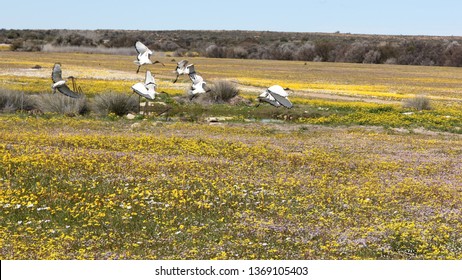 Matjiesfontein Wild Flowers