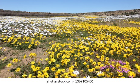 Matjiesfontein Wild Flowers