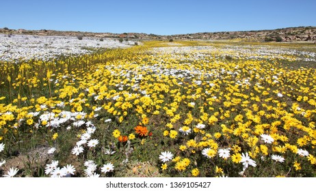 Matjiesfontein Wild Flowers