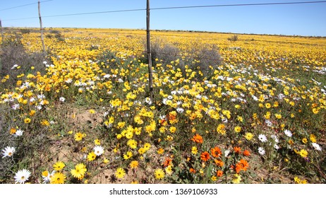 Matjiesfontein Wild Flowers