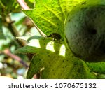 Mato Grosso, Brazil, April 19, 2006. The boll weevil ( Anthonomus grandis ) is a beetle which feeds on cotton buds and flowers.