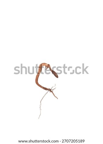 Matoa Taproot and Embryo. Isolated image of the thick, curved primary taproot and cotyledon of a Pometia pinnata seedling. Highlights strong root structure for botany research.