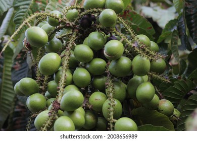 Good Smell Fruits Images, Stock Photos u0026 Vectors  Shutterstock