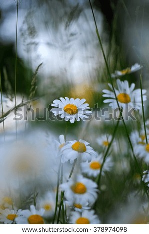 Similar – Image, Stock Photo camomile bush Fragrance