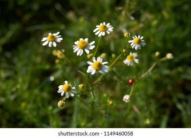 Matricaria Chamomilla Flowers