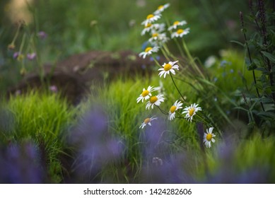 Matricaria Chamomilla / Matricaria Recutita