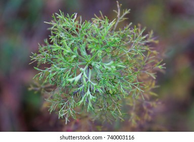 Matricaria Discoidea