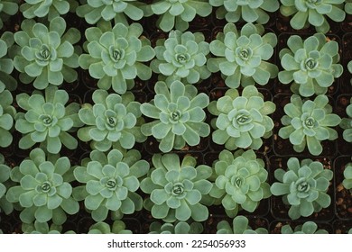 Matrix array of Echeveria Secunda succulent plants in a nursery in Jalisco, Mexico - Shutterstock ID 2254056933