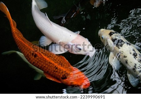 Matsuba Goi, Platinum Ogon, red and white koi carp fishes are swimming in freshwater carp pond. Chiang Mai Thailand.