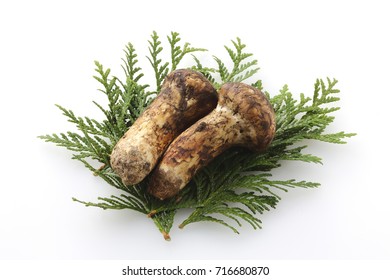 Matsutake Mushroom