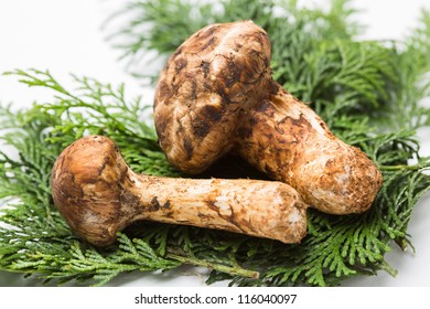 2,047 Matsutake Mushroom Images, Stock Photos & Vectors | Shutterstock