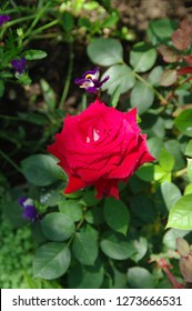 Matte Tea Hybrid Rose Of Crimson Color With Velvet Petals With Dew Drops Surrounded By Viola Tricolor