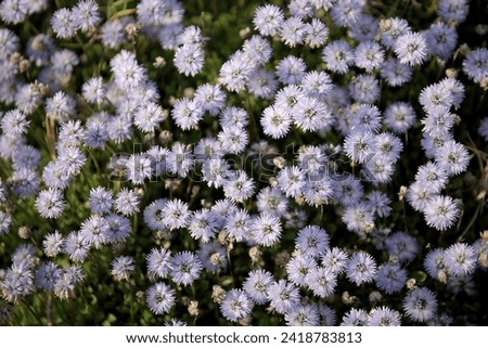 Matted Globularia known also as Heart-leaved Globe-daisy (Globularia cordifolia) near Omiš (Dalmatia, Croatia).