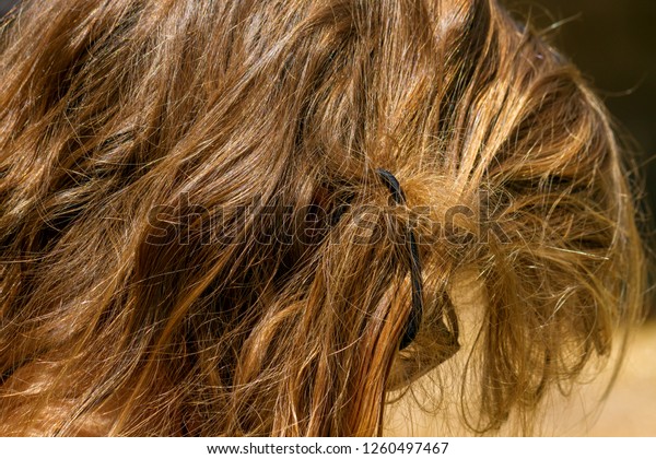 Matted Hair Blond Girl Tangled Pony Stock Photo Edit Now 1260497467