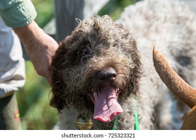 Matter With Burrs This Hunting Dog Is Held By The Collar