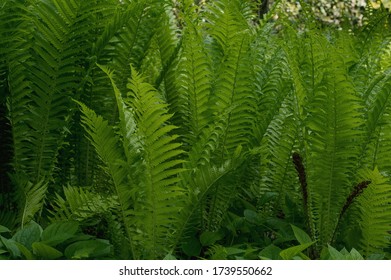 Matteuccia Struthiopteris - Fern Ostrich Feather, Soft Green Color Covering The Entire Screen Area