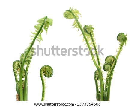Matteuccia struthiopteris or Fiddlehead fern isolated on white background. General view of plants with young green fronds in early spring