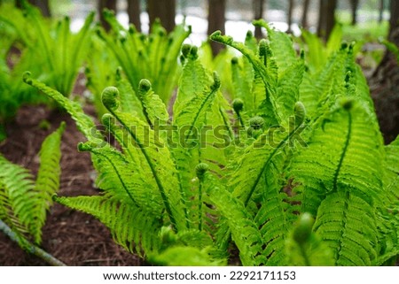 Matteuccia struthiopteris (Ostrich fern). Close-up of a light green fern freshly sprouting in spring.