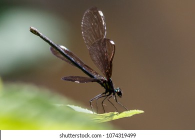 Matthaei Botanical Gardens - Black-winged Damselfly (Calopteryx Maculata)at Matthaei Botanical Gardens, Michigan