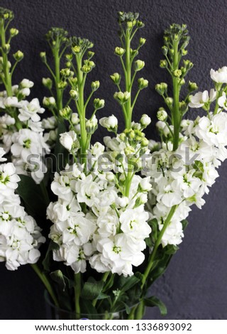 a  Matthiola Plants