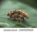 Matting Fuller rose beetle (Naupactus cervinus) insect on tree bark broad-nosed weevil nature pest control on leaf