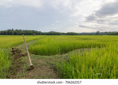 The Mattock On The Rice Field