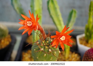 Matucana Is A Genus Of Cacti, Containing Approximately 20 Species Of Mostly Globular Plants. The Genus Is Only Known From Peru, Mostly Along The Marañón River. 