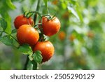 Maturation of tomatoes in the greenhouse. Organic farming