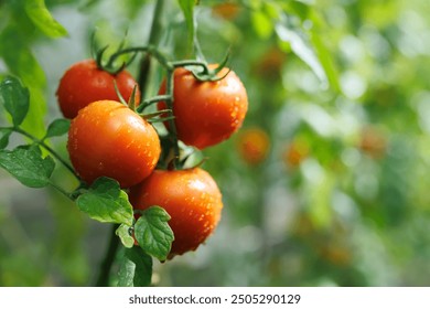 Maturation of tomatoes in the greenhouse. Organic farming