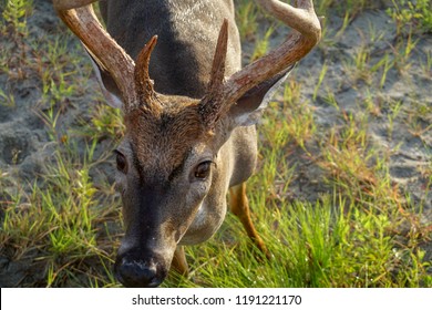 Mature 8 point buck closeup curious and friendly
