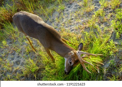 Mature 8 point buck closeup goring bush to get velvet off antlers