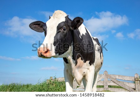 Mature, adult black and white cow, gentle look, pink nose, in front of an old wooden fence and a blue sky.