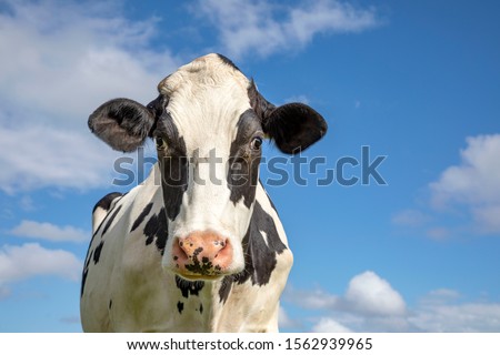 Mature, adult black and white cow, asking look, pink nose and a blue sky.