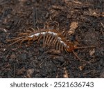 Mature adult brown centipede (Lithobius forficatus) paused as it explores garden substrate