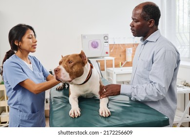 Mature African American Man With His Dog Having Medical Check Up Appointment In Vet Clinic