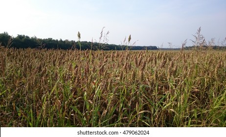 Mature Amaranth Plants Growing In A Field