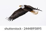 mature american bald eagle in flight and isolated against bright white clouded sky background