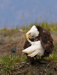 Mature American Bald Eagle On Ground Looking Behind