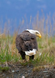 Mature American Bald Eagle On Ground Looking Behind