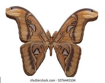 Mature Atlas Moth